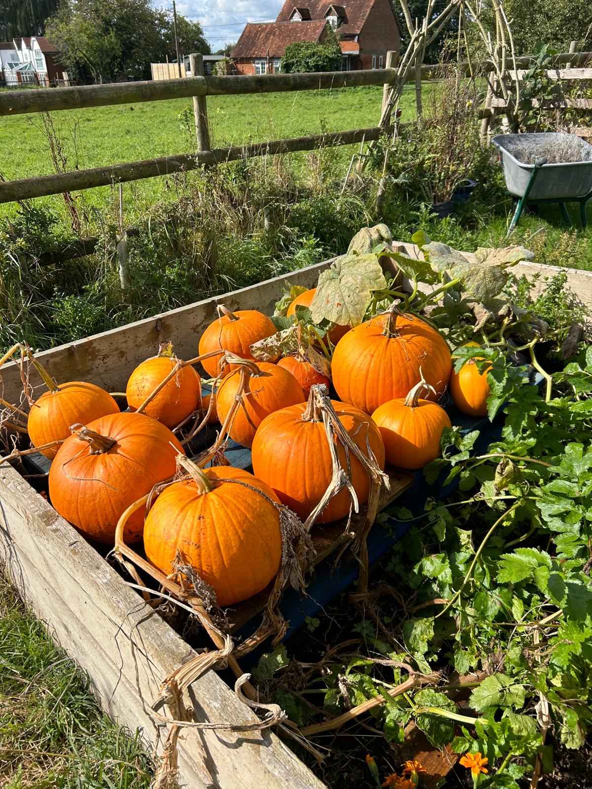 A raised bed full of ripe orange pumpkins