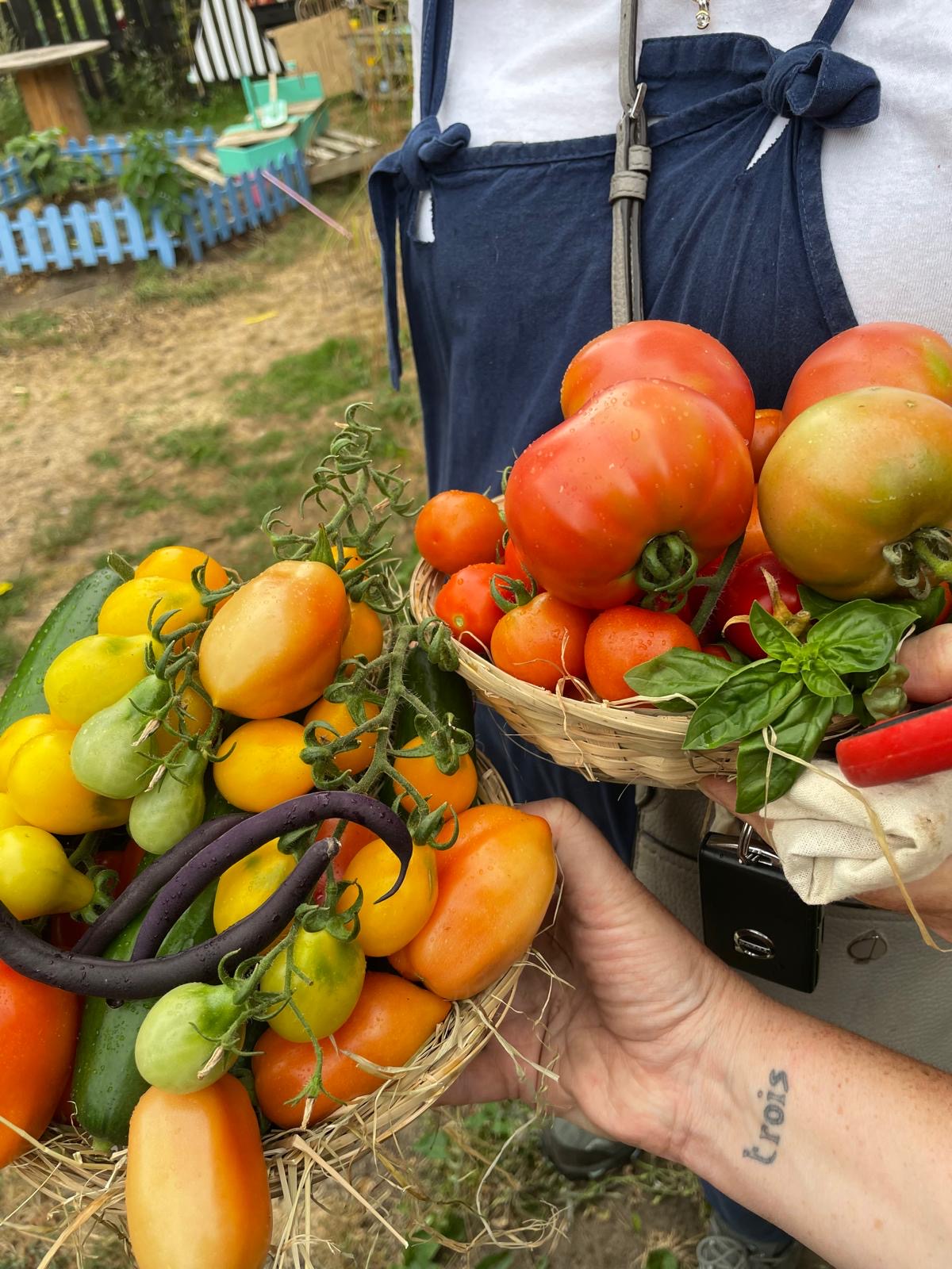 Baskets of tomatoes, cucumbers and basil freshly picked